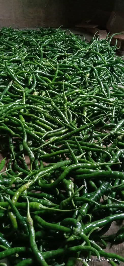 Cabe Keriting Hijau