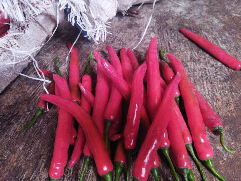 Cabe Merah Besar