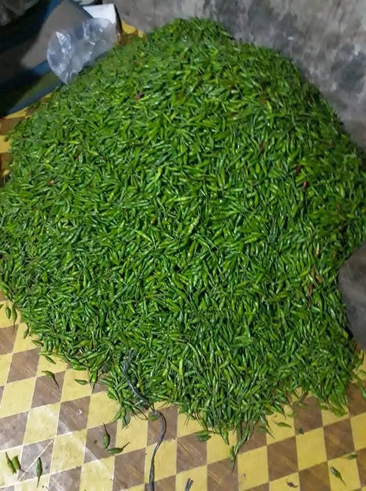 Cabe Rawit Hijau