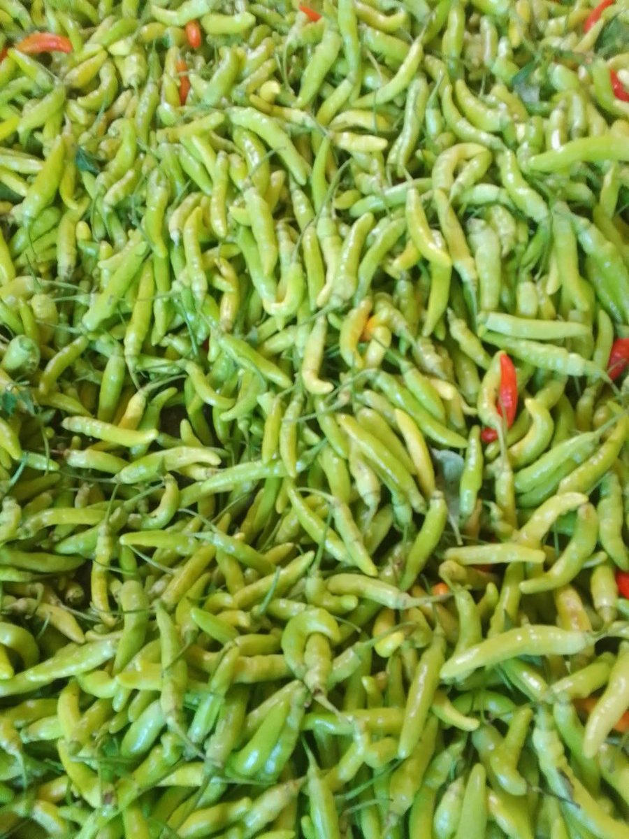Cabe Rawit Putih